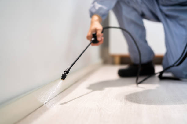 Professional exterminator conducting IPM assessment in Henderson